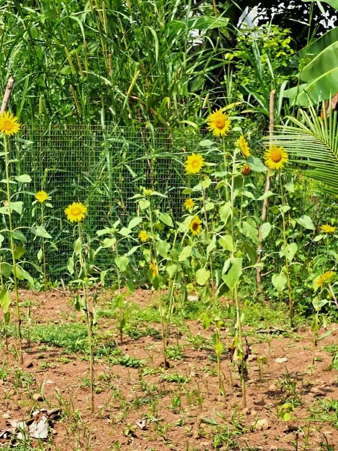 Apka Ecovillage Thrissur